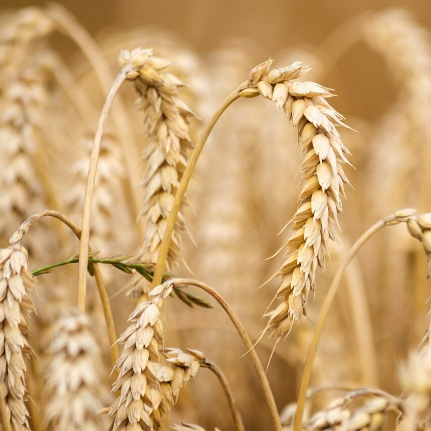 wheat, field, wheat field-6536039.jpg